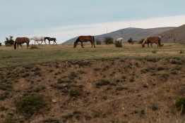 Конные прогулки