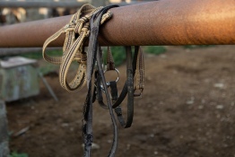 Конные прогулки