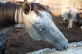 Конные прогулки